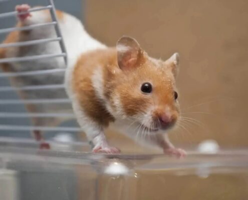 Hamsterların Yememesi Gereken Yiyecekler