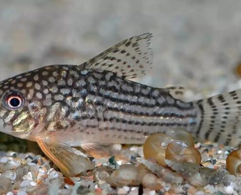 Komando Cory Komando Cory
