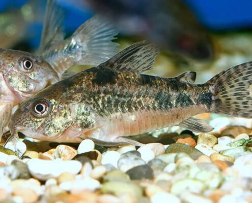 Komando Cory Komando Cory