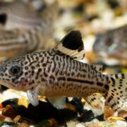 Komando Cory