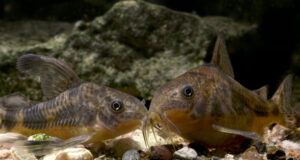 Komando Cory Komando Cory