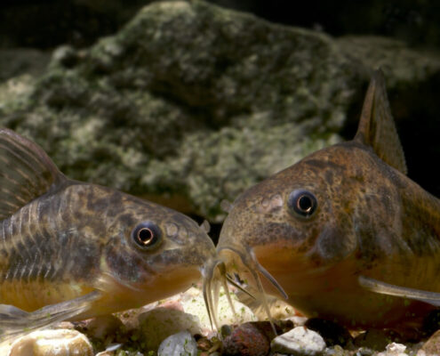Komando Cory Komando Cory