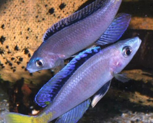 Leptosoma Leptosoma