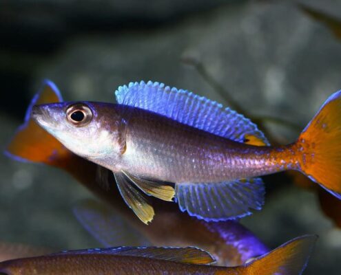 Leptosoma Leptosoma