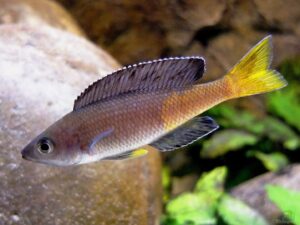Leptosoma Leptosoma