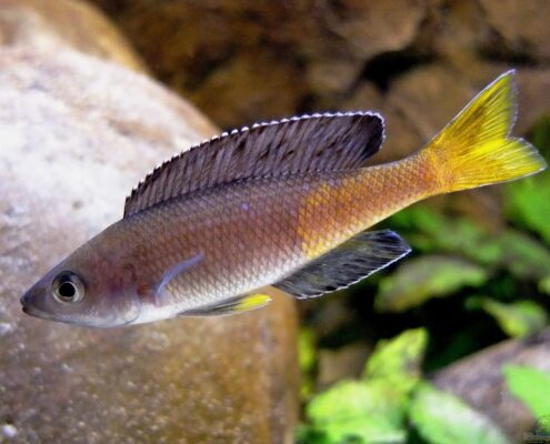 Leptosoma Leptosoma