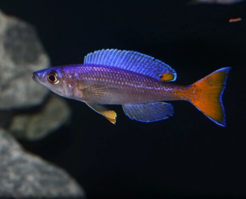 Leptosoma Leptosoma