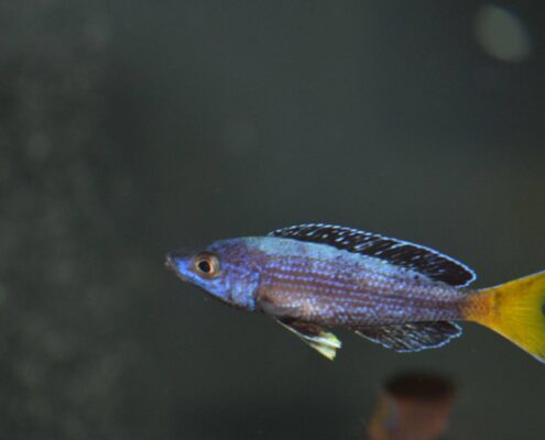 Leptosoma Leptosoma