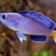 Leptosoma