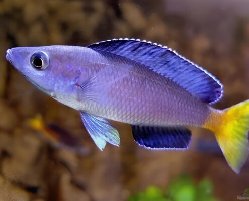 Leptosoma Leptosoma