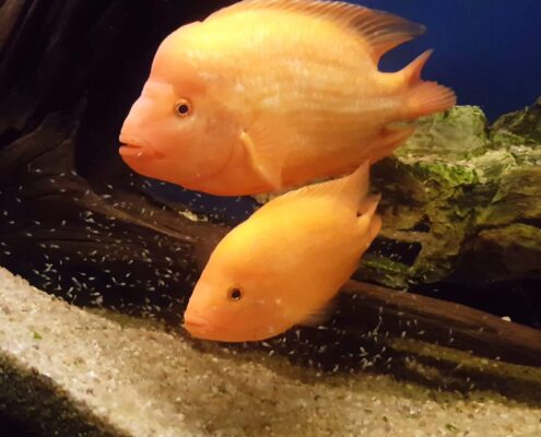 Midas Cichlid Midas Cichlid