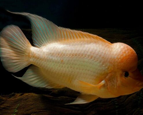 Midas Cichlid Midas Cichlid