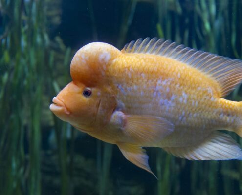 Midas Cichlid Midas Cichlid