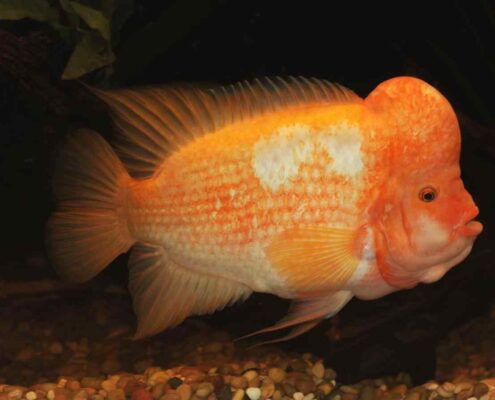 Midas Cichlid Midas Cichlid
