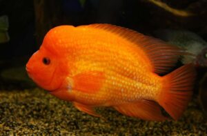 Midas Cichlid Midas Cichlid