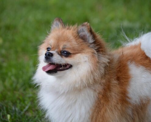 Büyümeyen Köpek Irkları ve Genel Özellikleri
