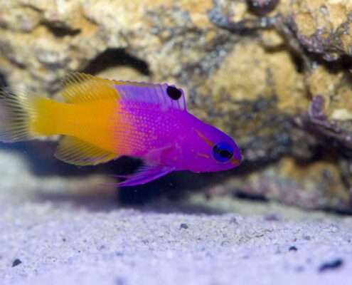 Royal Dottyback