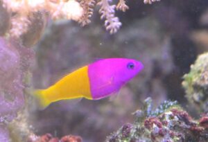 Royal Dottyback