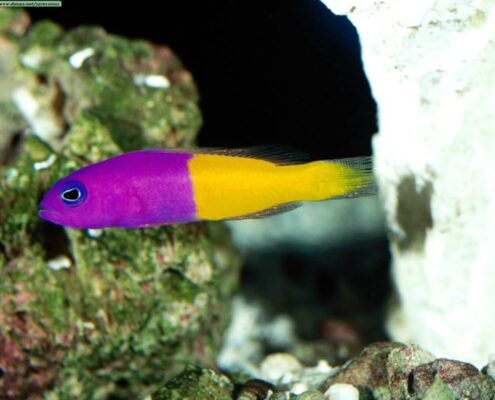 Royal Dottyback