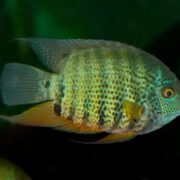 Severum Cichlid
