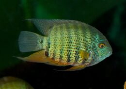Severum Cichlid