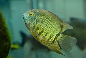 Severum Cichlid