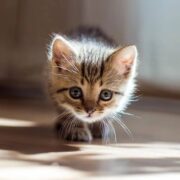 Sokaktan Yavru Kedi Sahiplendikten Sonra Yapılması Gerekenler