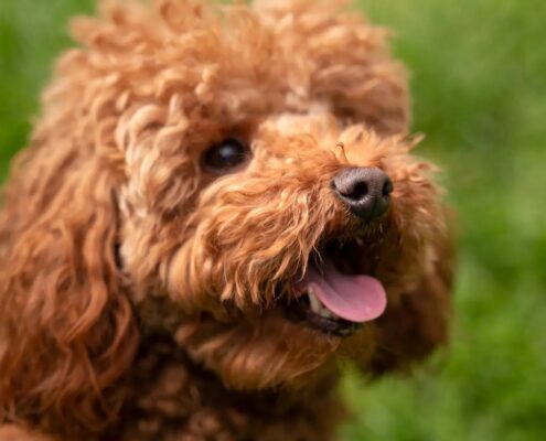 Büyümeyen Köpek Irkları ve Genel Özellikleri