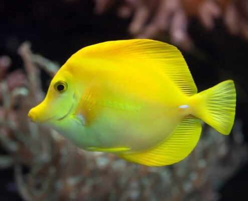 Yellow Tang