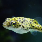 Yeşil Benekli Balon Balığı (Puffer)