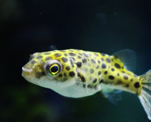 Yeşil Benekli Balon Balığı (Puffer)