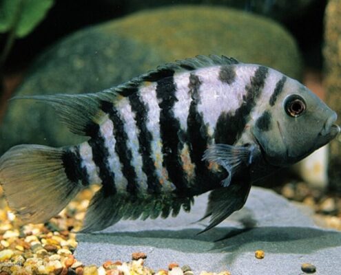 Zebra Cichlid