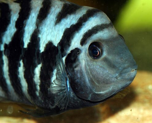 Zebra Cichlid