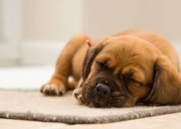Köpeklerin Uyku Pozisyonları Ne Anlama Gelir?