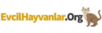 Evcilhayvanlar.org